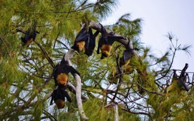 Flying Foxes