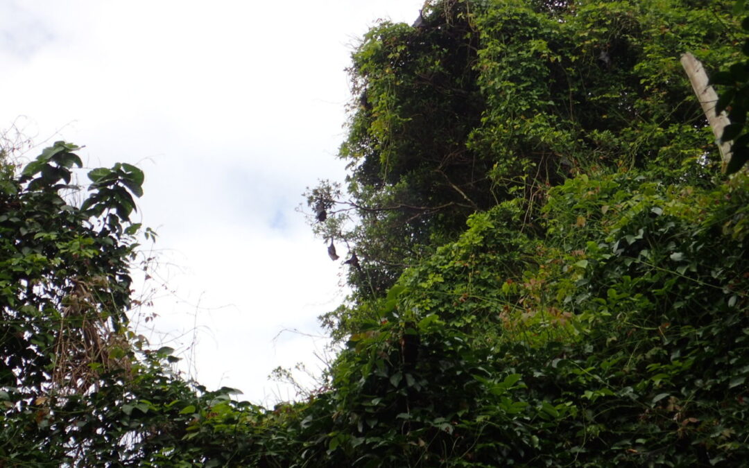 Toloa Forest Reserve